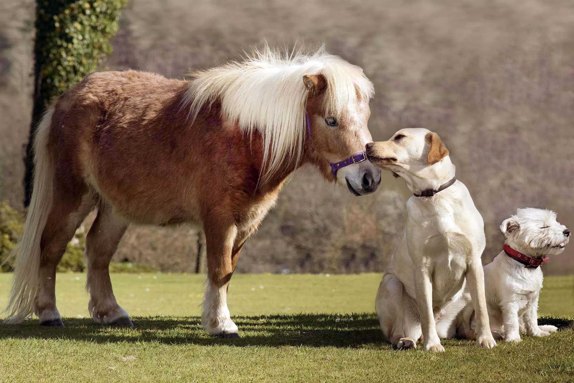 Dog and a horse, interacting on Bodmin Moor